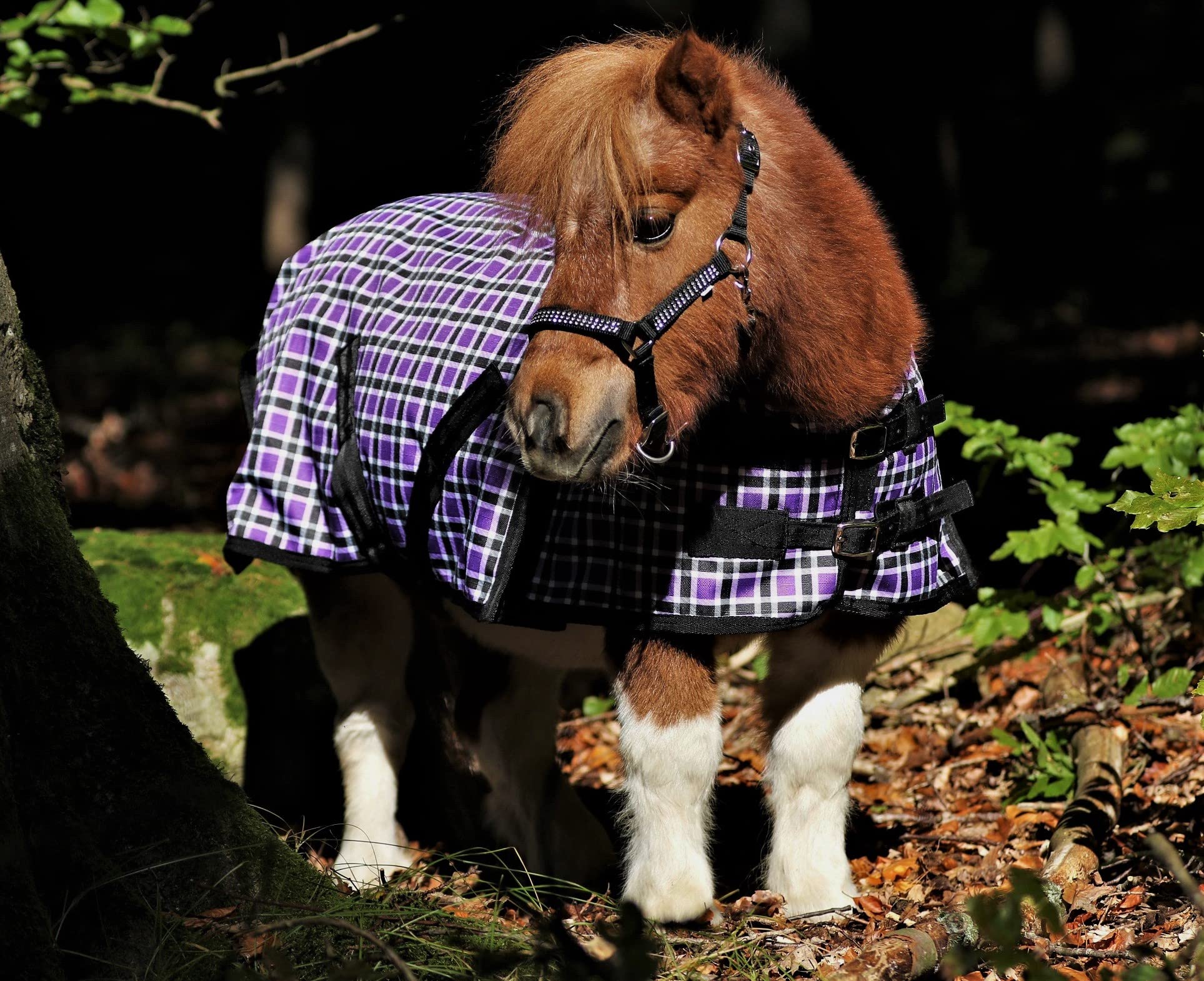 1200 Denier Regendecke Outdoordecke Karo Lila Fleece Lining o Gramm 65 70 75 85 95 100 cm Tysons Minishetty Mini Shetty Minipony (65)