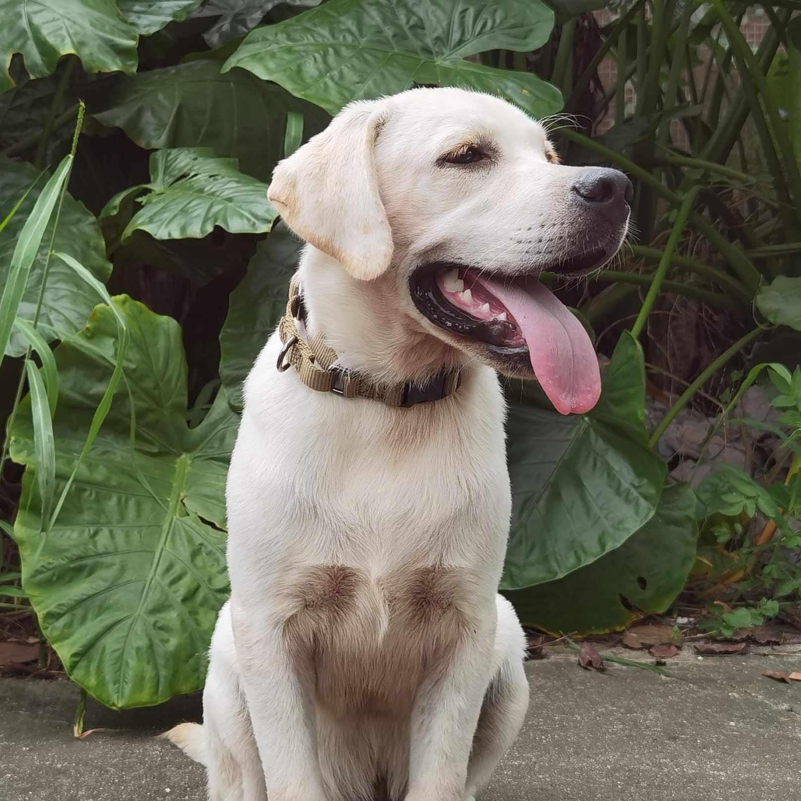 Collar de perro Martingala ajustable de nailon de alta calidad con hebilla de liberación rápida para perros de raza media, uso diario, ayuda para caminar y entrenar. (verde militar, mediano)