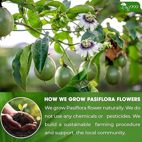 Miniatura 5 de TOG999, 120 bolsas de té de flores de pasiflora de primera calidad, 100% natural y pura flor de la pasión de Pasiflora. Té de hierbas de flor de