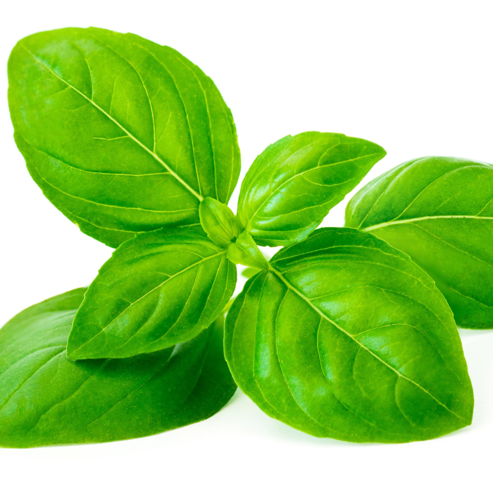 Mixed Herb Selection, Basil, Mint, Parsley and Tarragon, 12 x Plug Plant Pack, Herb Plants, Garden Ready and Ready to Plant, Premium Quality Herbs