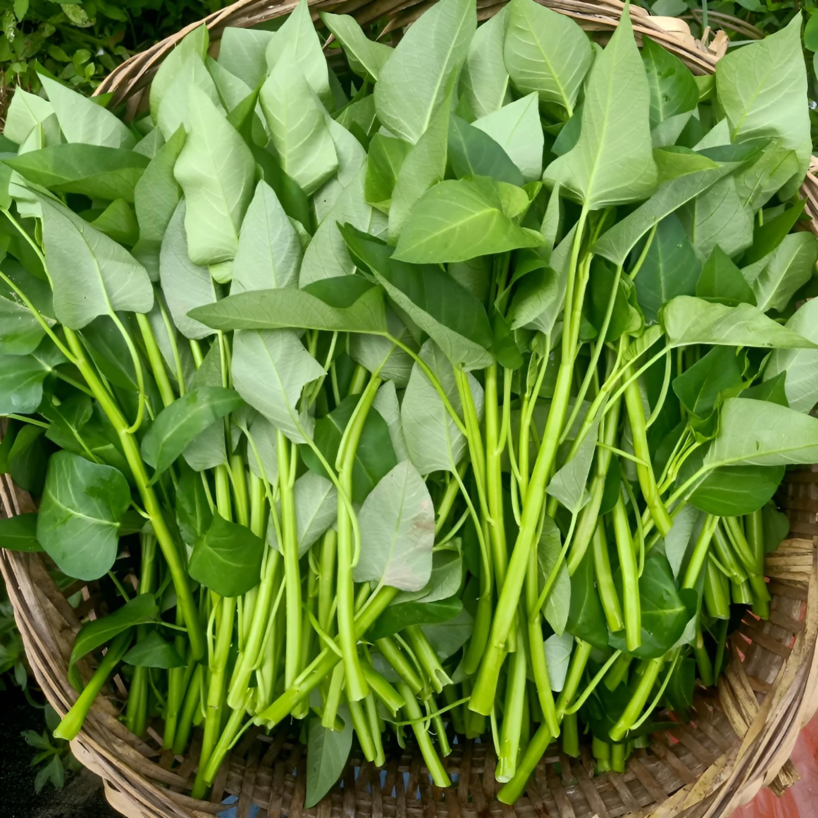 NO-GMO 150 Seeds, Water Spinach Seeds Kangkong Green Leaf