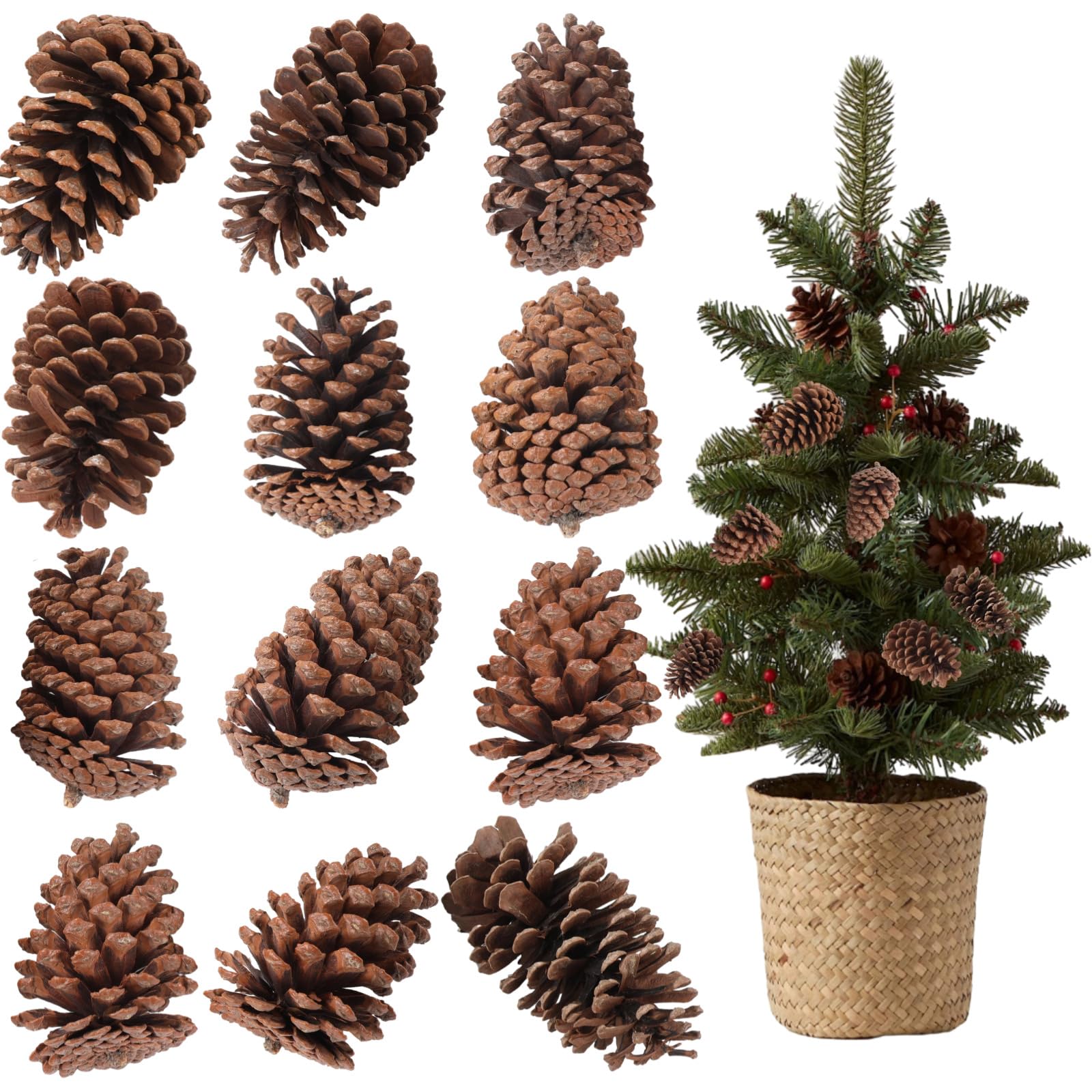 12 STK. Natürliche Tannenzapfen, braune Deko ohne Duft, Verschiedene Formen und Größen, rustikale Zapfenanhänger für Weihnachtsbaum, Kranz, Esstischdeko und DIY Festtagsbasteln