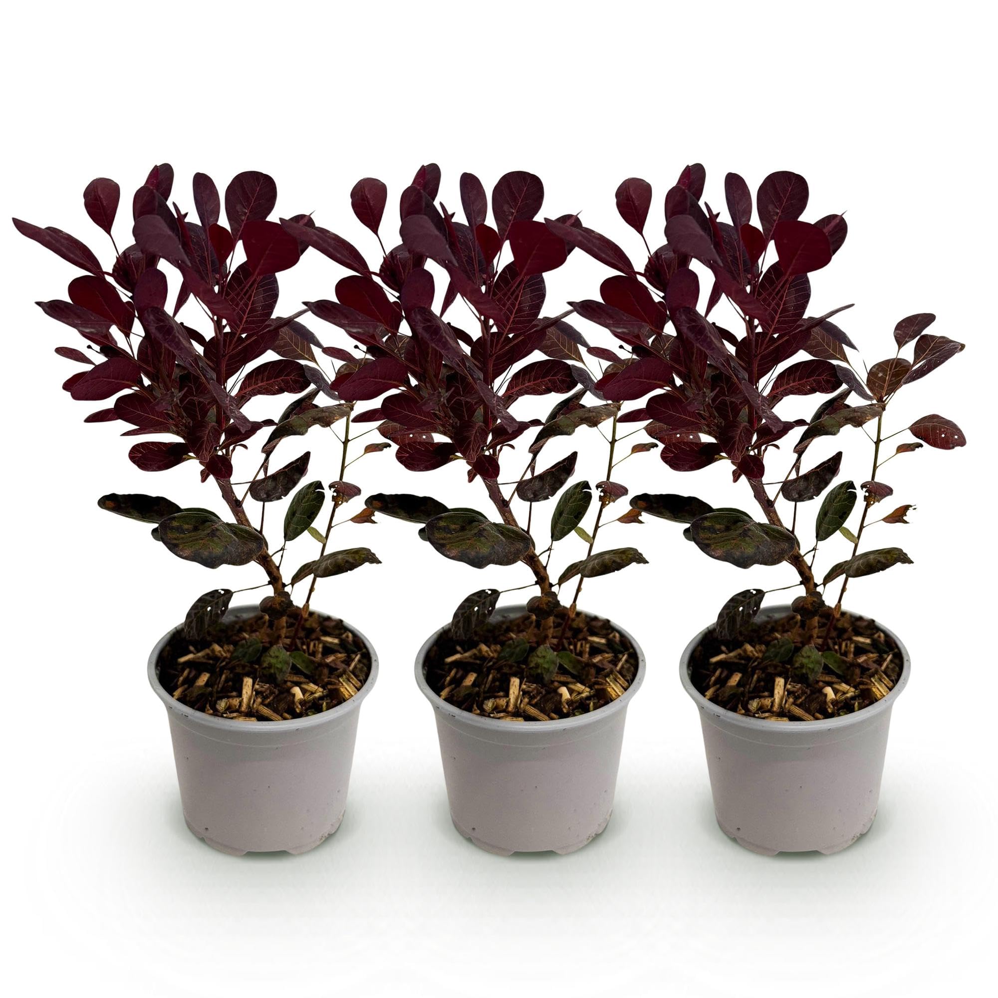 Arbusto Cotinus Coggyria Lilla, per Vaso e Giardino, Viola, Set da 3