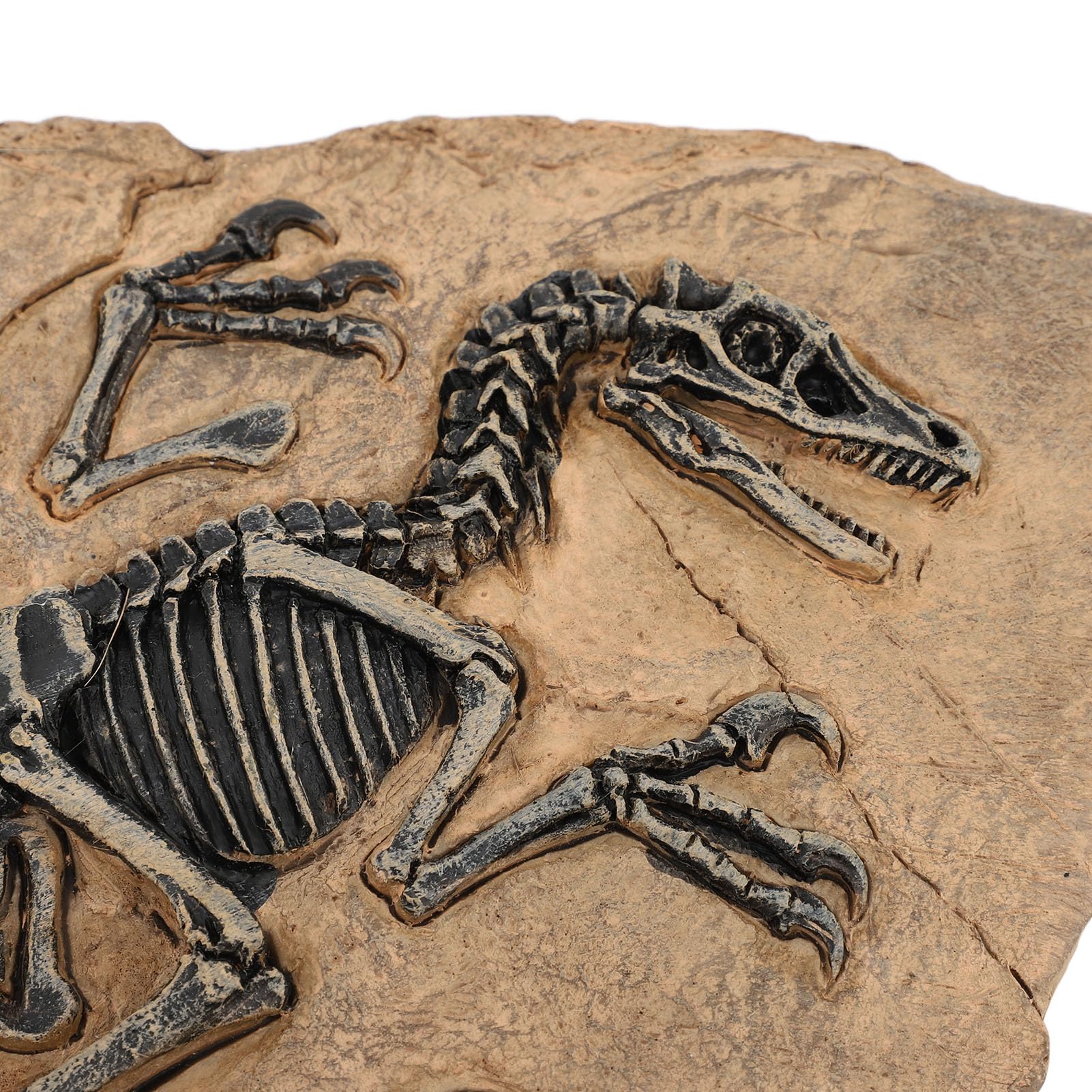 Dinosaur Skeleton Fossil Figure - High Simulation Resin Dinosaur Fossil Model for Home & Office Decor, Ideal for Educational Purpose and Unique Display, 33cm x 19.5cm x 11.5cm