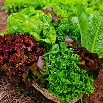 Eden Brothers Lettuce Seeds