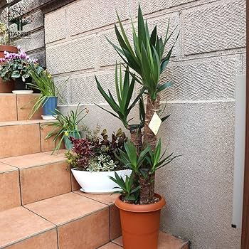 特大 ユッカ 190cm超 多頭 2本仕立て 大型観葉植物 青年の木 手渡し 特大 ユッカ 190cm超 多頭 2本仕立て 大型観葉植物 青年の木
