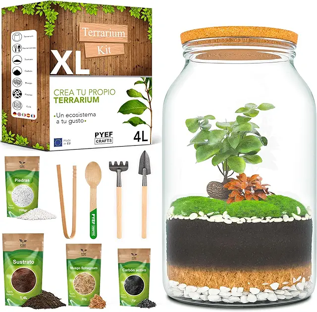 Kit Terrario Plantas XL - DIY Ecosistema Cerrado 4L - Comprar Terrario