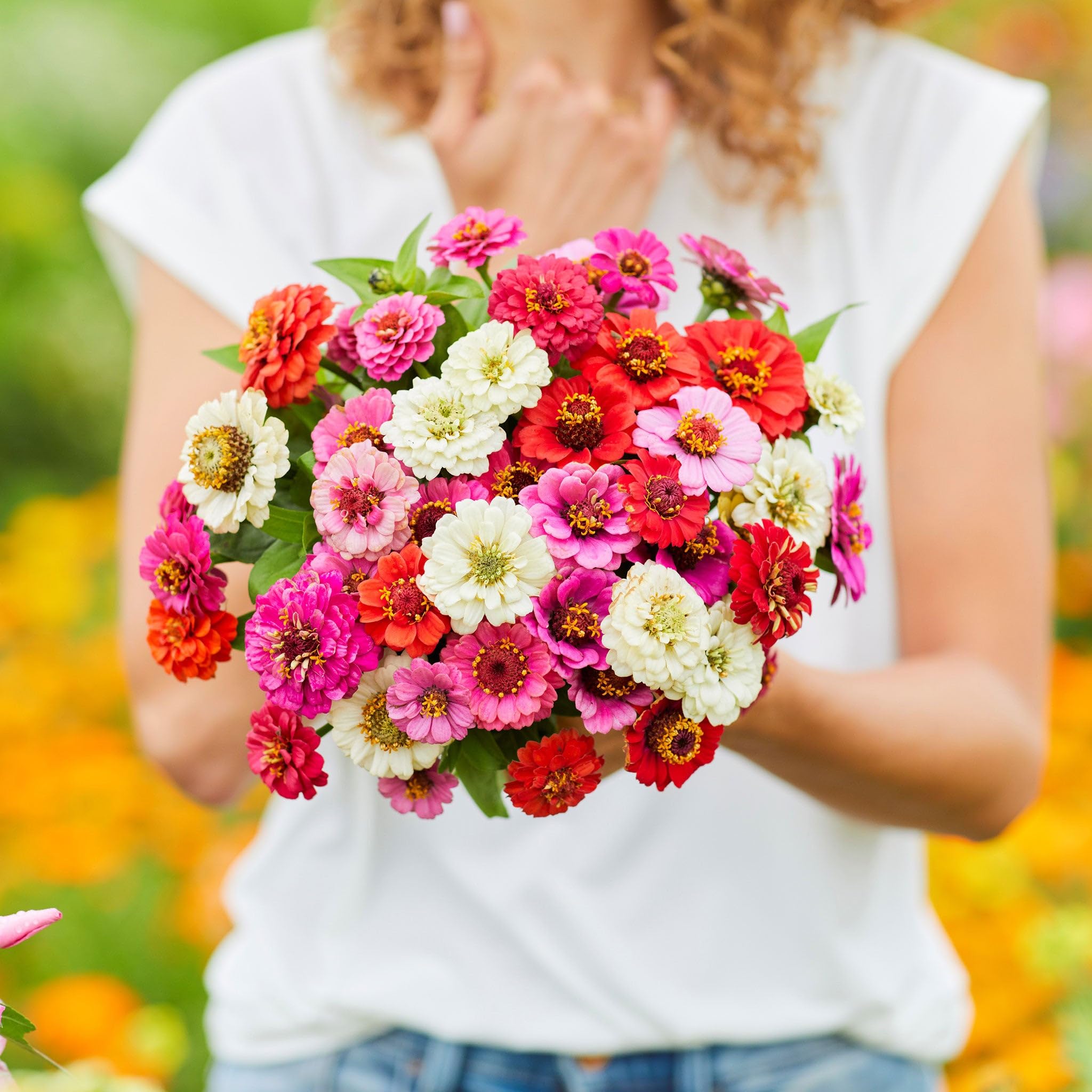 Amazon.com : Eden Brothers Zinnia Seeds (Dwarf) - Thumbelina Mix