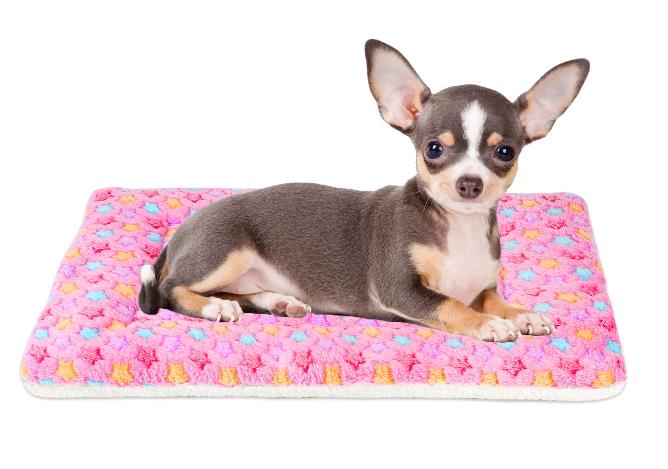 tiny haven chihuahuas price