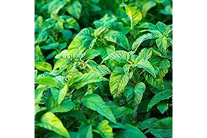 QAUZUY GARDEN - Jamaican Callaloo Greens Seeds: The Vital Greens for West Indian Cuisines