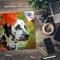 Vista 762 de Razas de Perros 2017