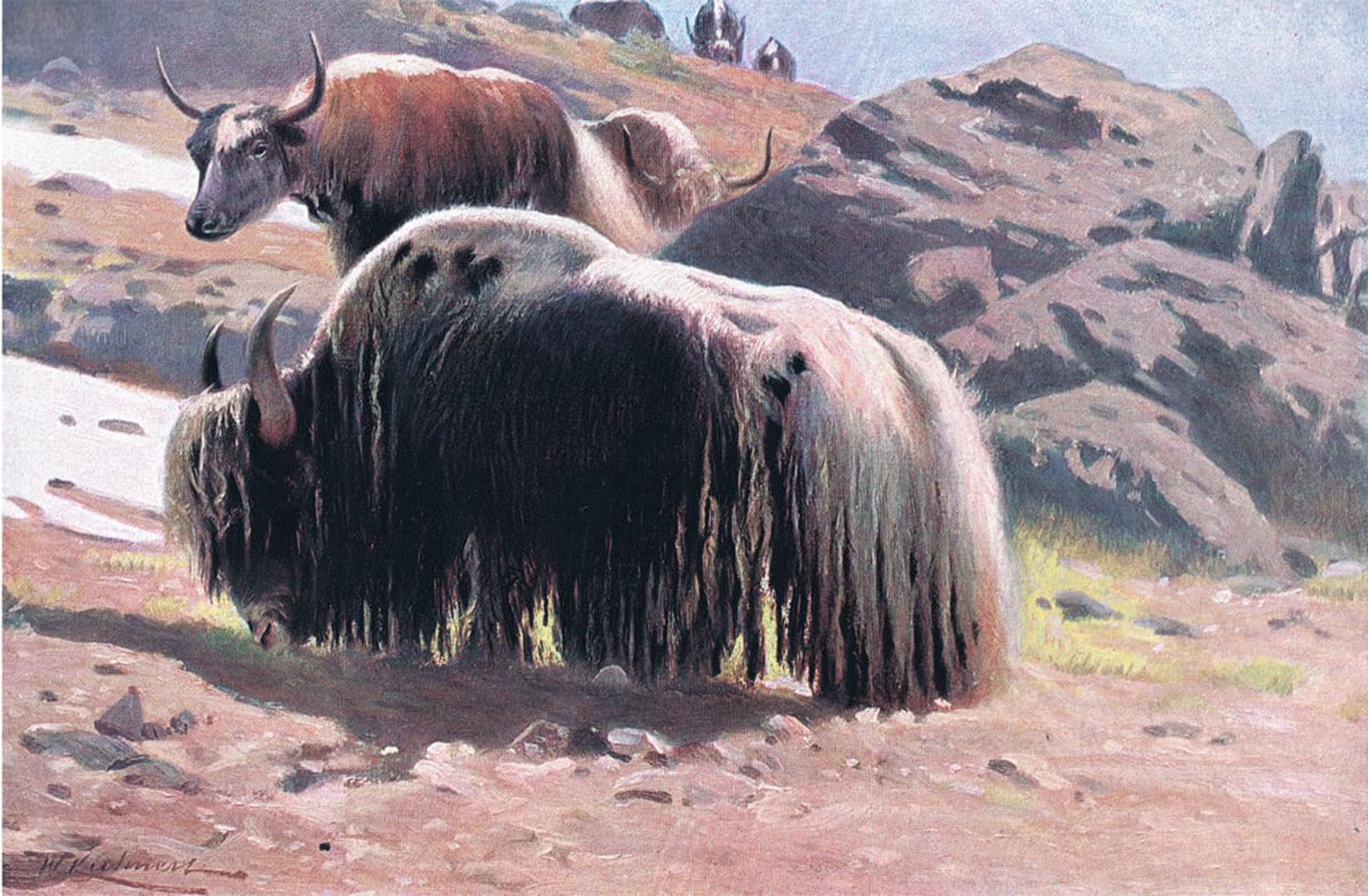 POSTERIIk Vintage Art Print Images Pictures Print Yak From Wildlife of the World by Wilhelm Kuhnert Modern Colour Posters for Office Home Decor 60x90cm