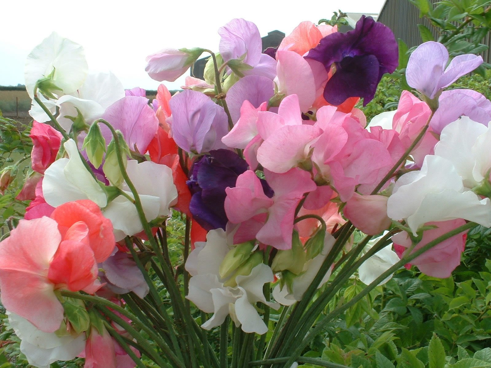 See full amazon price history chart for PLANTOGALLERY Sweet Pea Mixed Colour Flower F1 Hybrid Seeds Good Germinetion (PL-0SEED70) PLANTOGALLERY Sweet Pea Mixed Colour Flower F1 Hybrid Seeds Good Germinetion (PL-0SEED70) (B07S7D4412) Amazon Price History, Amazon Price Tracker