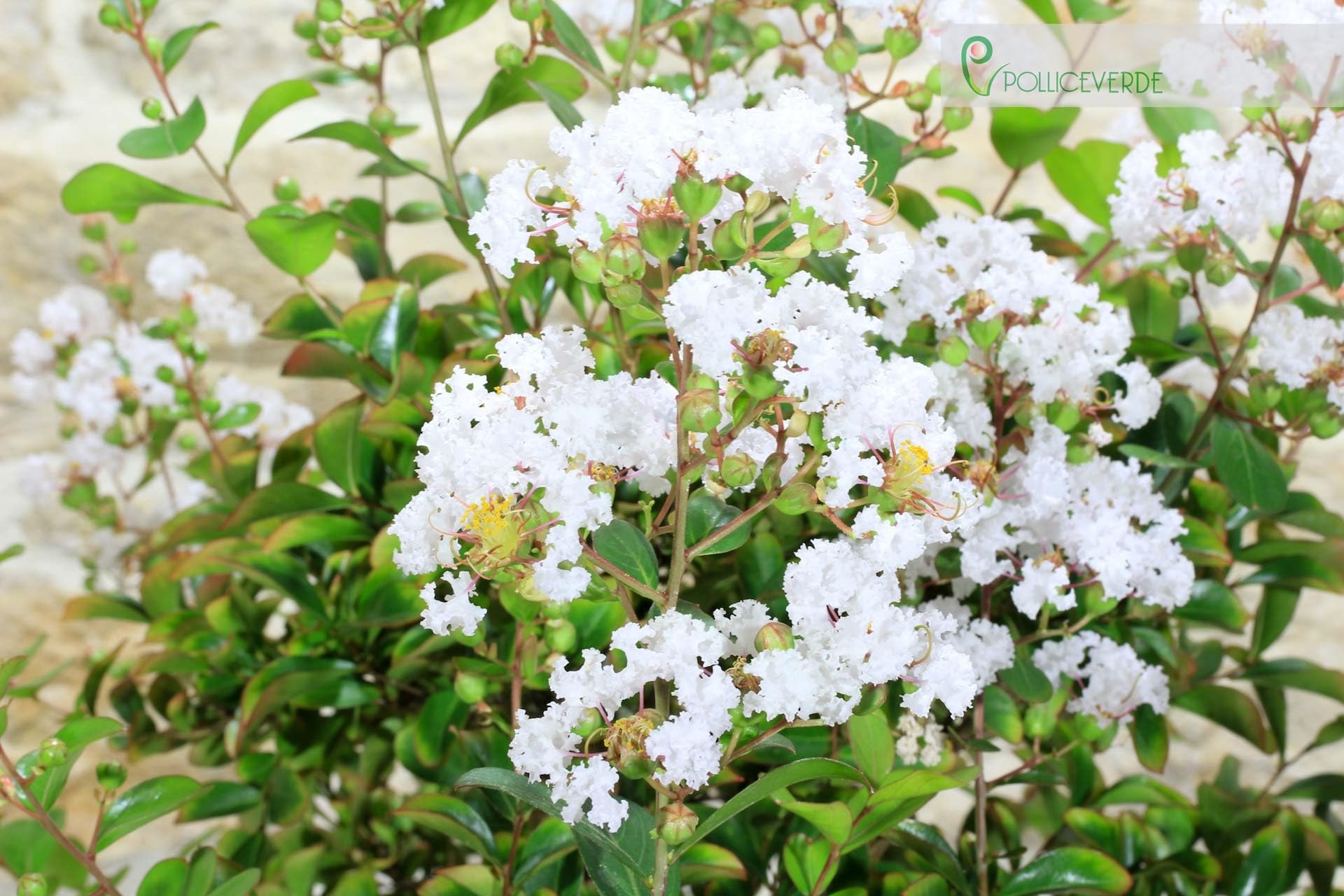 Bonsái de Lagerstroemia (42)