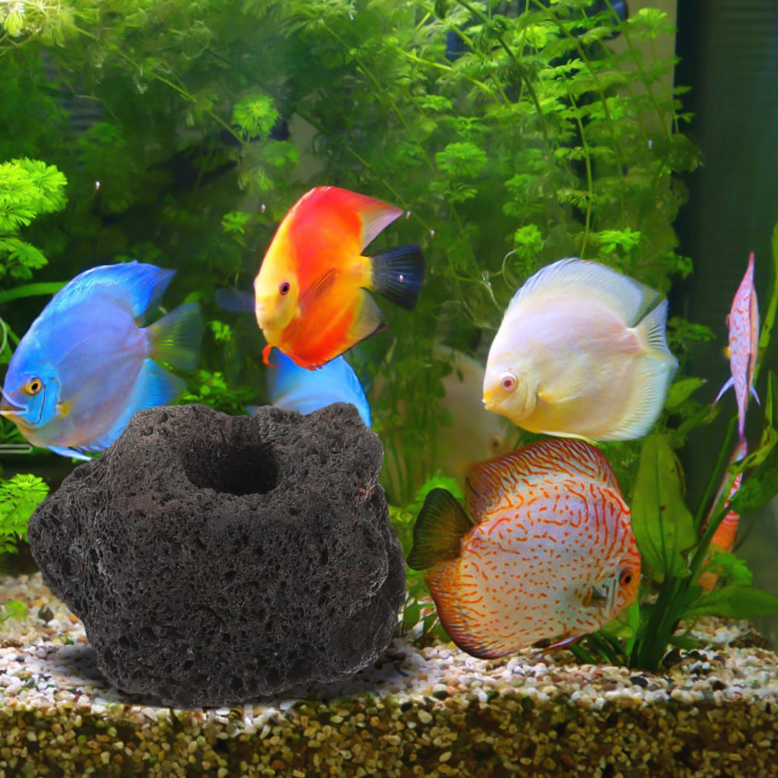 WOONEKY 10 Stück Lavastein Ringe aus Stein zur Befestigung von Wasserpflanzen im Aquarium mit Löchern zum Verstecken und Züchten von Garnelen und Kleinen Fischen