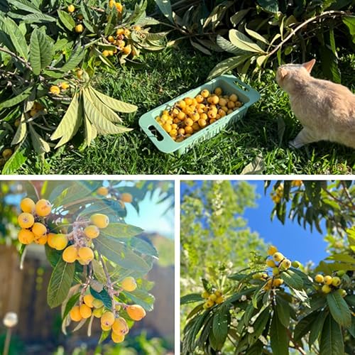 Miniatura 6 de Planta viva de níspero dorado, árbol de níspero injertado, de 10 a 14 pulgadas, planta viva de níspero para cultivar al aire libre en interiores,