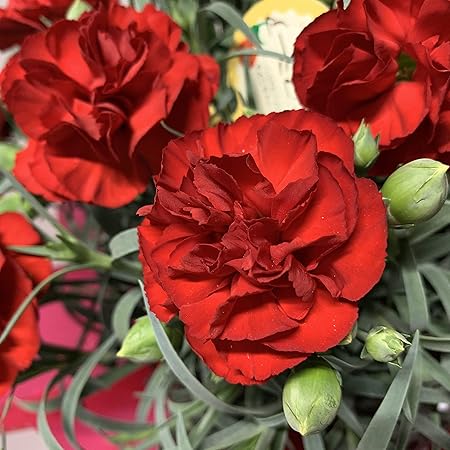 Amazon 遅れてごめんね 鉢植え カーネーション 色おまかせ５号 春分ほぼ咲き終わり 観葉植物 オンライン通販