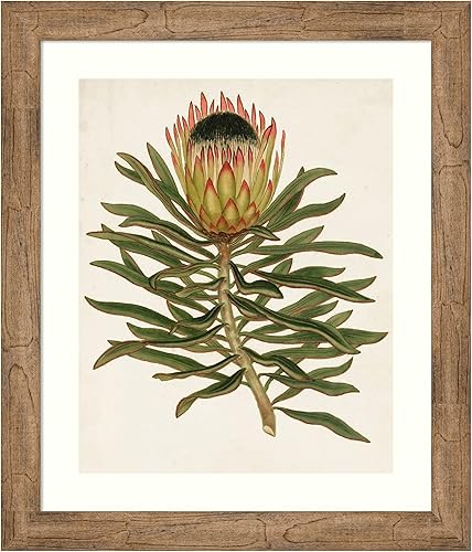 Amanti Art Framed Wall Art Print 28x24 Antique Protea VI, Flowers Wall Art, Vintage Decor, Medium Poster Painting Artwork for Living Room, Bedroom,