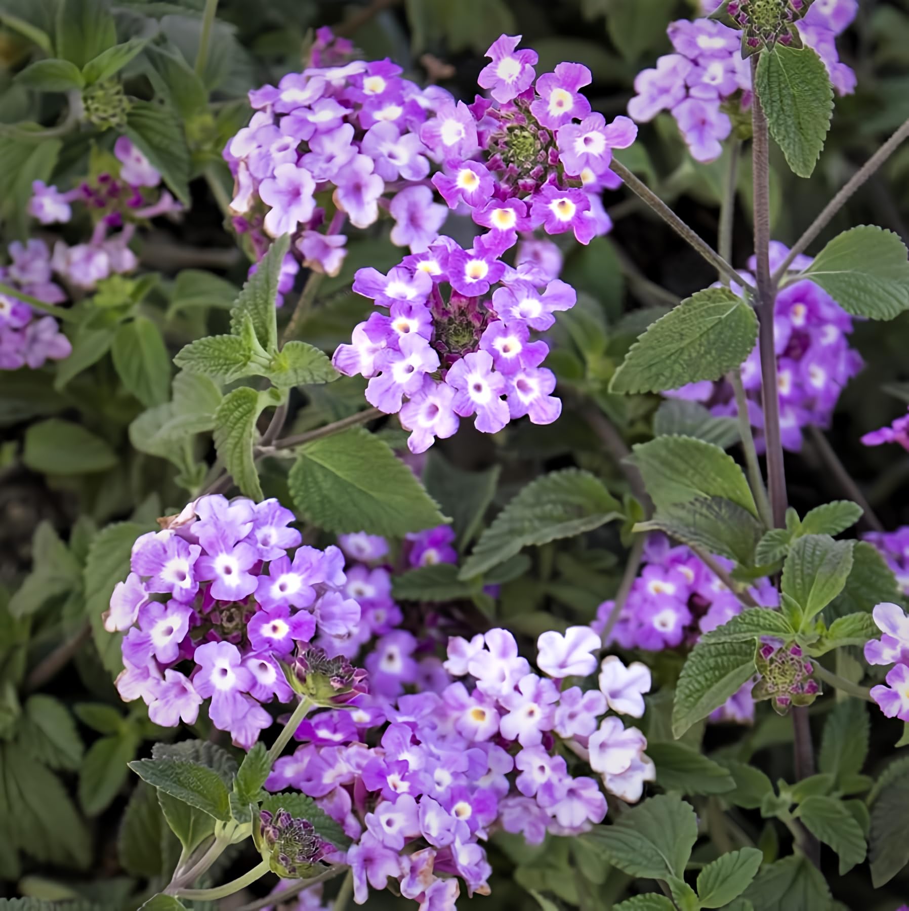 Attractive Flowering Perennials, Purple Trailing Lantana Starter Plant