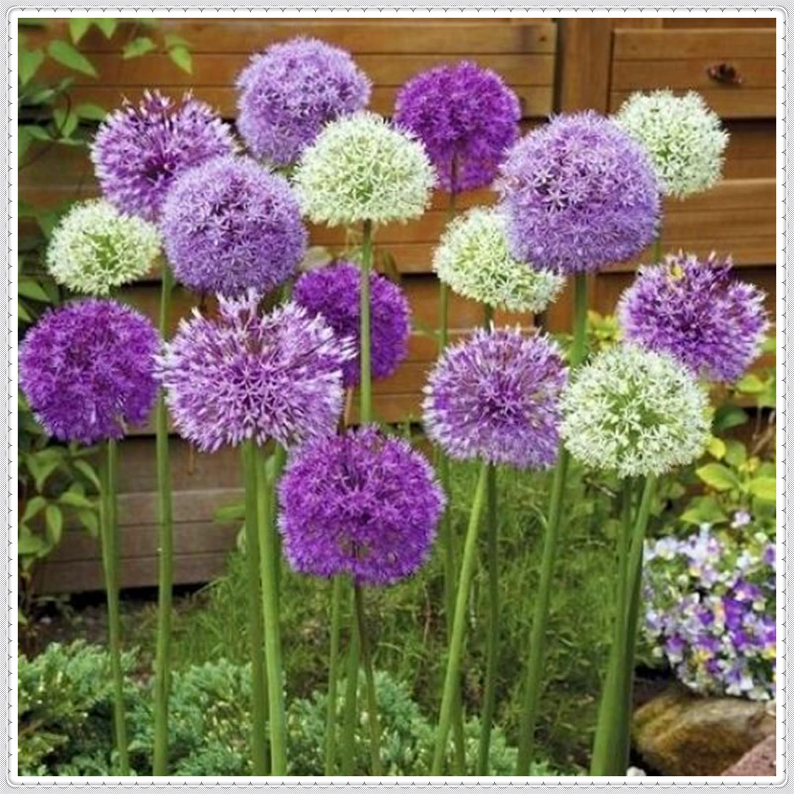 Perennial,Giant Allium Bulbs, Hardy, Professional for Beautiful Garden Displays-15 Bulbs-F