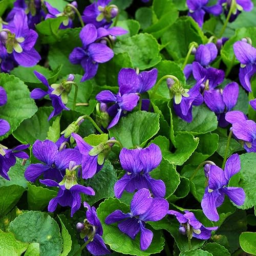 Más de 1000 semillas de viola perenne para plantar, semillas de flores violetas dulces sin OMG, flor de reliquia atrae mariposas y polinizada abierta