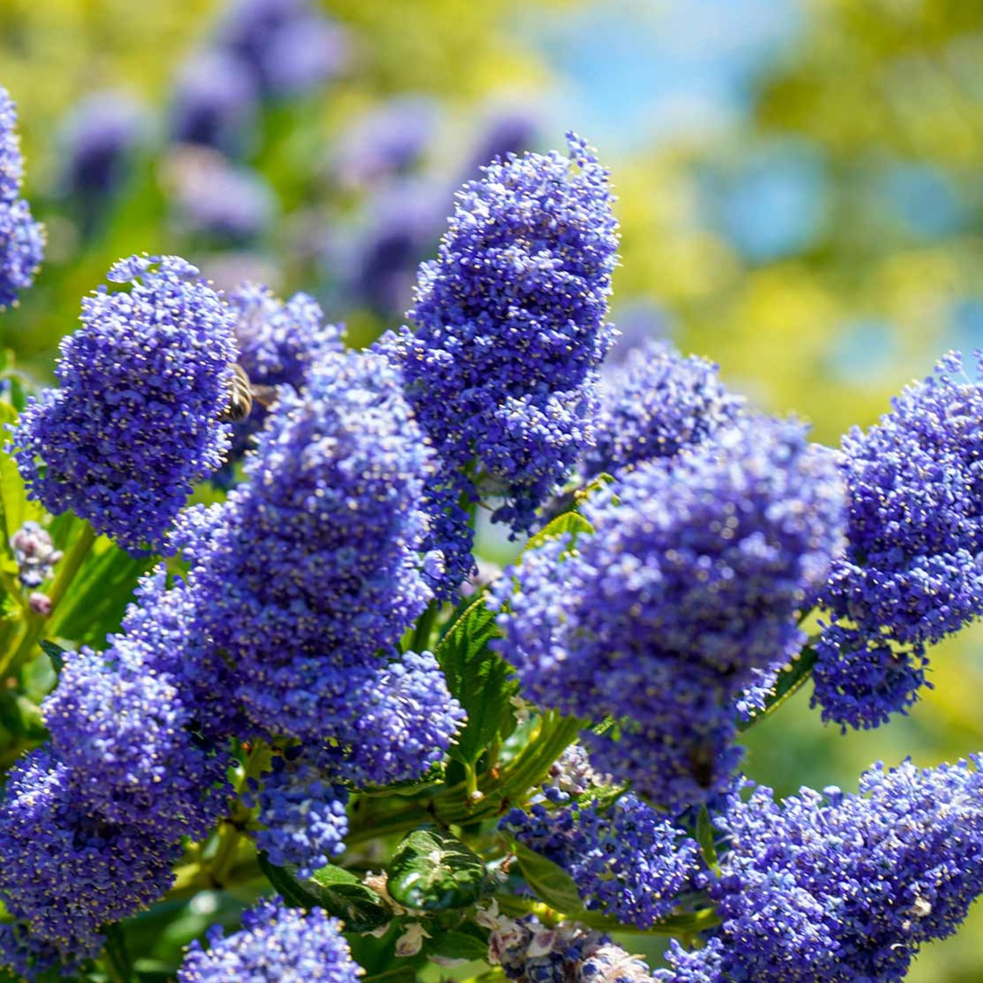 Albero Ceanothus Victoria | Alberi di Lilacca Californiana in Vaso per Piccoli Giardini.