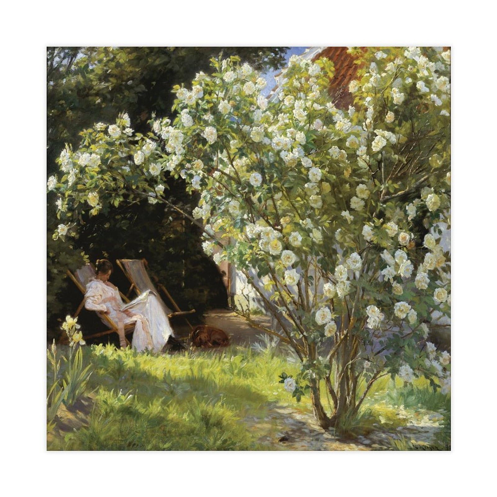 WCYB Roses by Peder Severin Kroyer Prints Posters Canvas Deco Paintings Wall Art For Office Living Room Unframe 20" L X 20" W