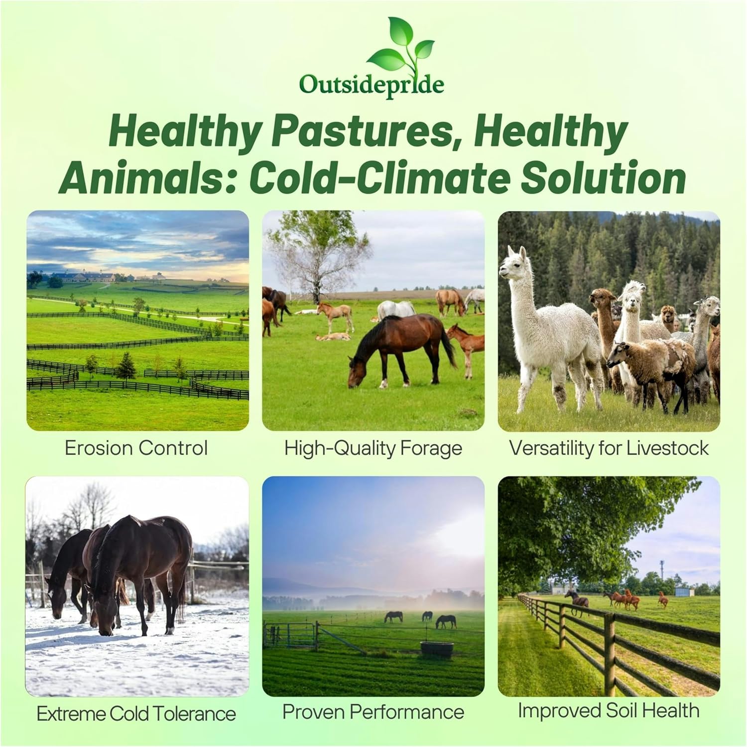 Outsidepride Horse Cold Climate Grass Seed Mix - 25 lb. Perennial, Drought & Cold Tolerant, Pasture Seeds for Planting Resilient Grass Leaves, Ideal for Hay Foraging & Rotational Grazing