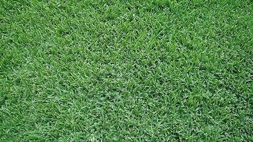 Miniatura 9 de St. Augustine Palmetto  36 tapones de césped extra grandes vivos  césped tolerante a la sequía, la sal y la sombra