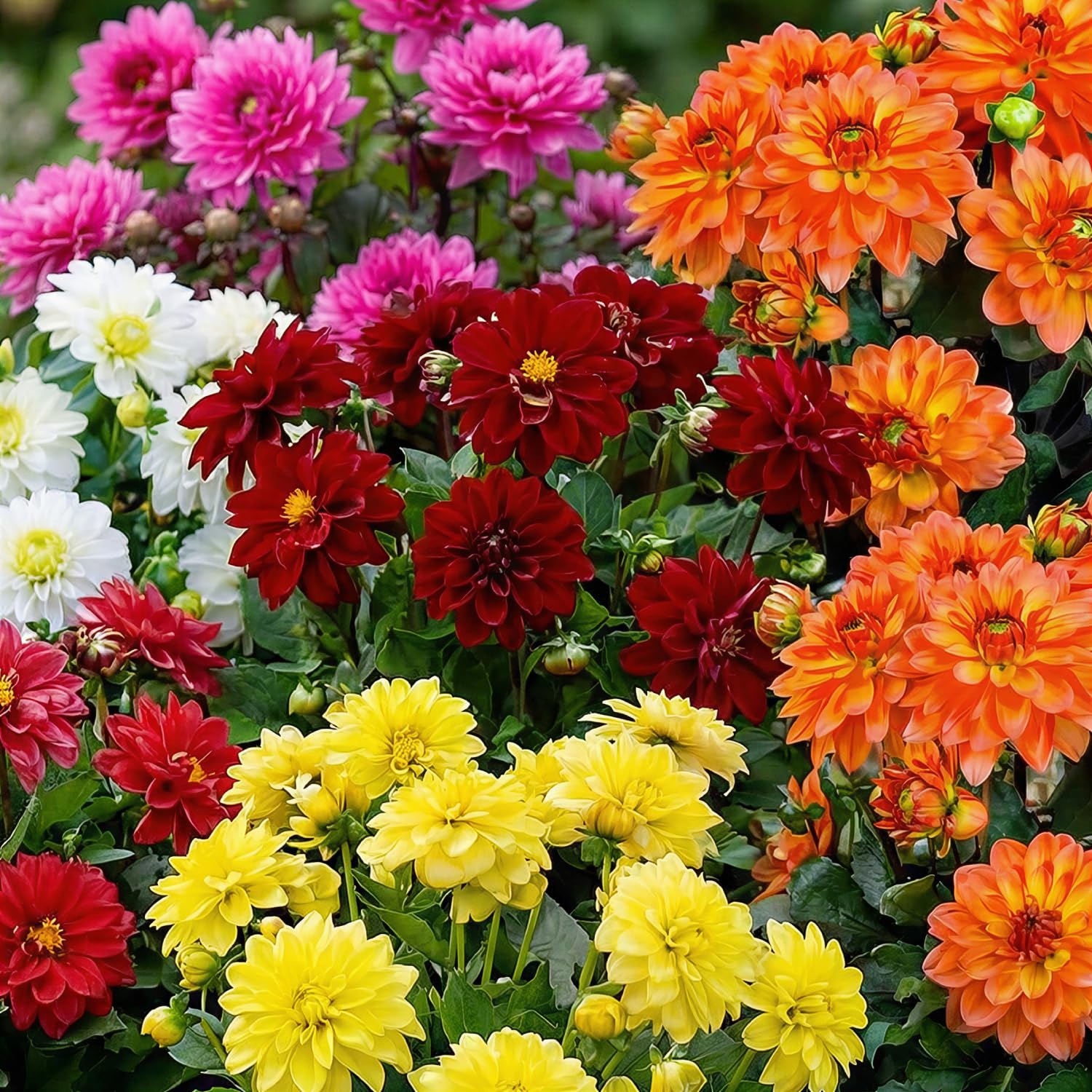 Dahlien Knollen Winterhart - 5 Zwiebeln - Zwerg Blumenzwiebeln Kollektion - Echte Pflanzen aus Holland - Für Garten, Töpfe und Balkon (kein Samen, nicht künstlich)