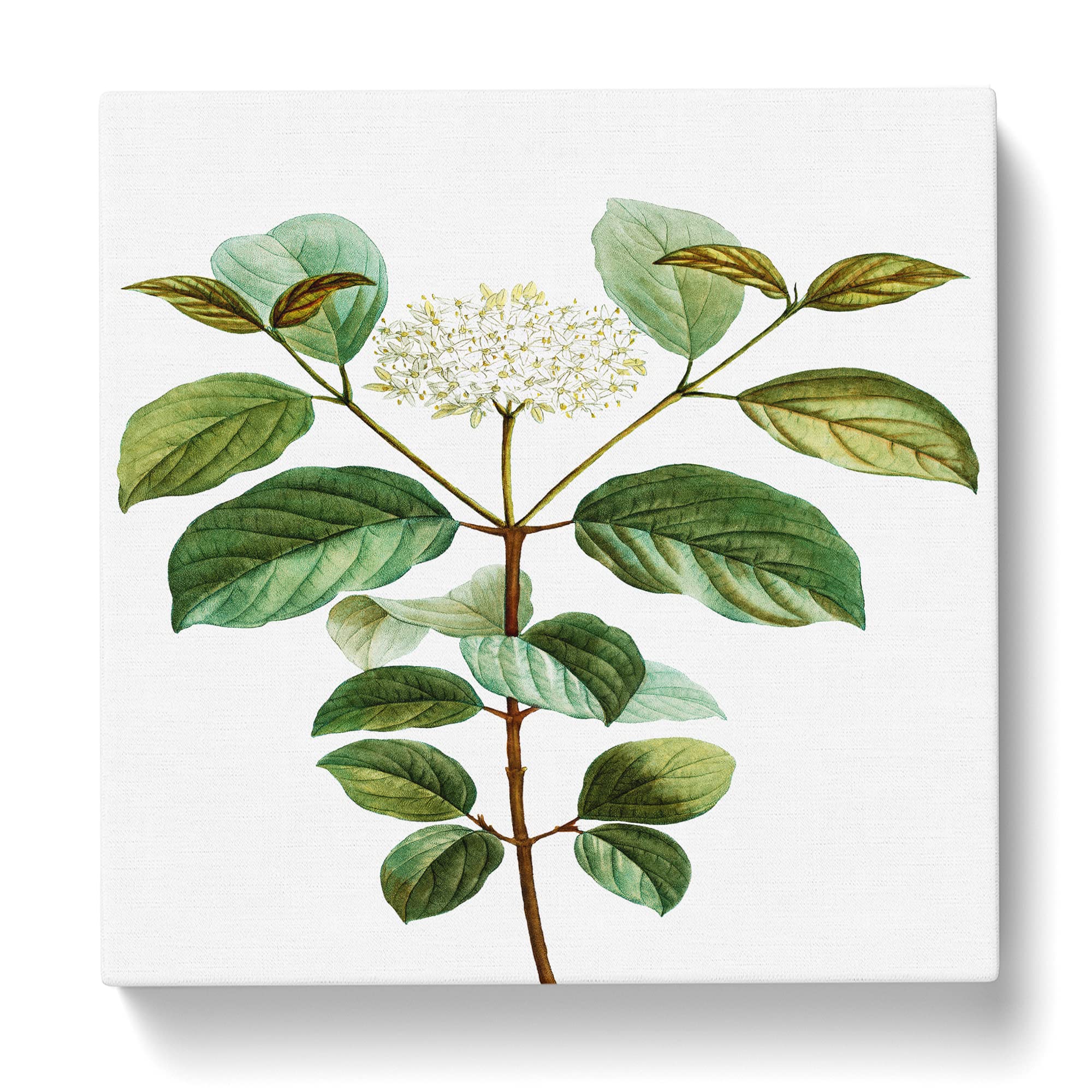 Dogwood Flowers by Pierre Joseph Redoute Canvas Print, Mixed, 35L x 35W cm - Image 3