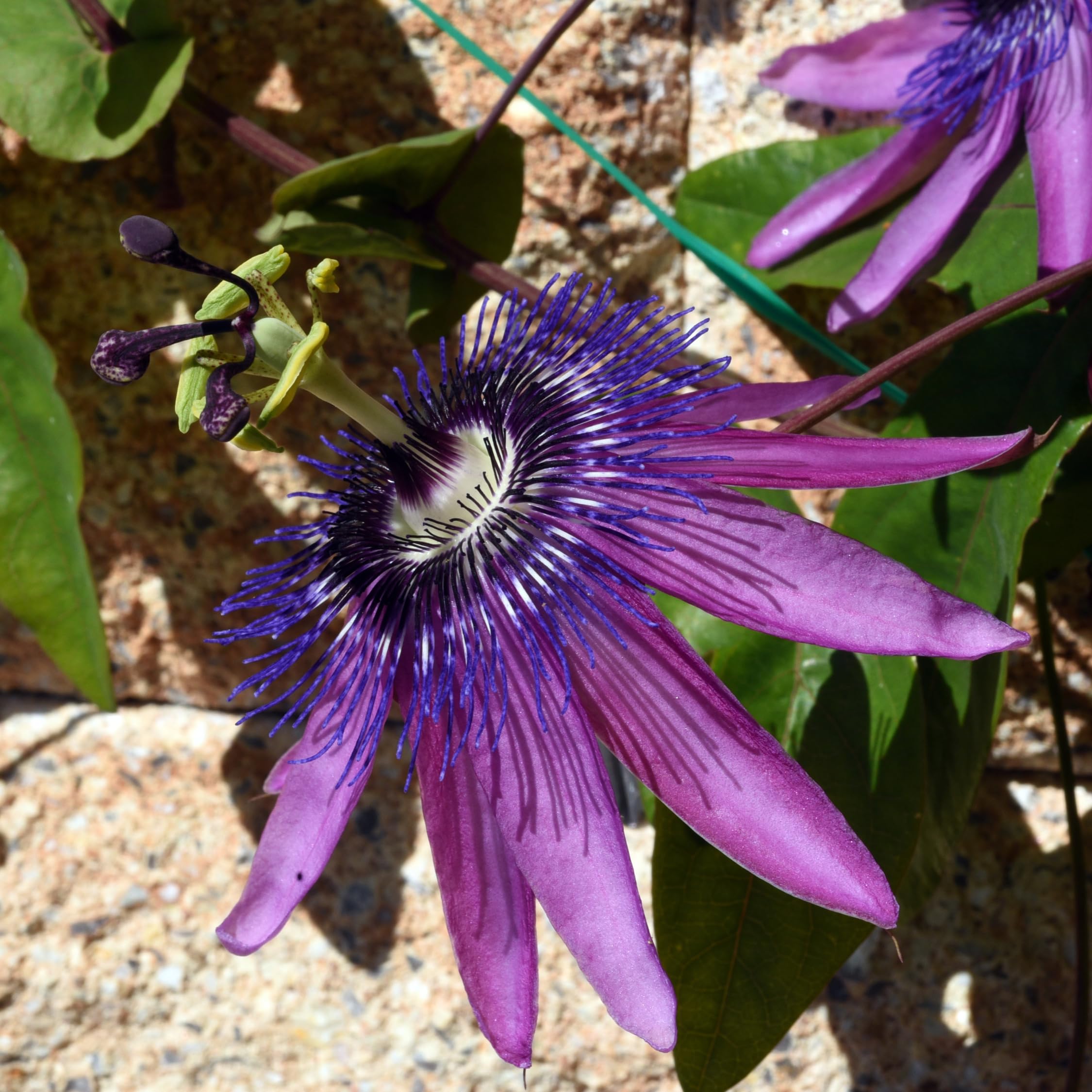 Plant in a Box - Passiflora hybridum - Mélange de 3 - Fruit de la passion - Plante grimpante - Pot 9cm - Hauteur 25-40cm