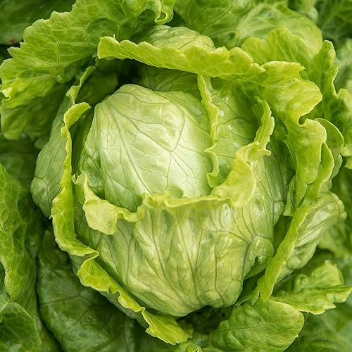 Miniatura 1 de Crisphead Iceberg Semillas de lechuga – Paquete de 25 semillas – Sin OMG – Un elemento básico en la cocina con cabezas firmes y hojas crujientes. –