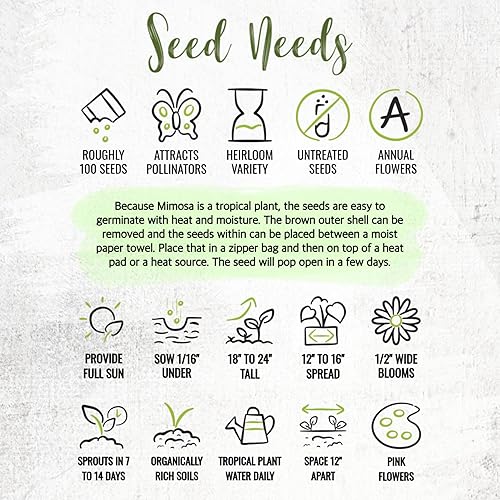 Miniatura 8 de Seed Needs Semillas de plantas sensibles para plantar Mimosa pudica - Flores anuales de polinización abierta y reliquia - Flores rosadas con hojas