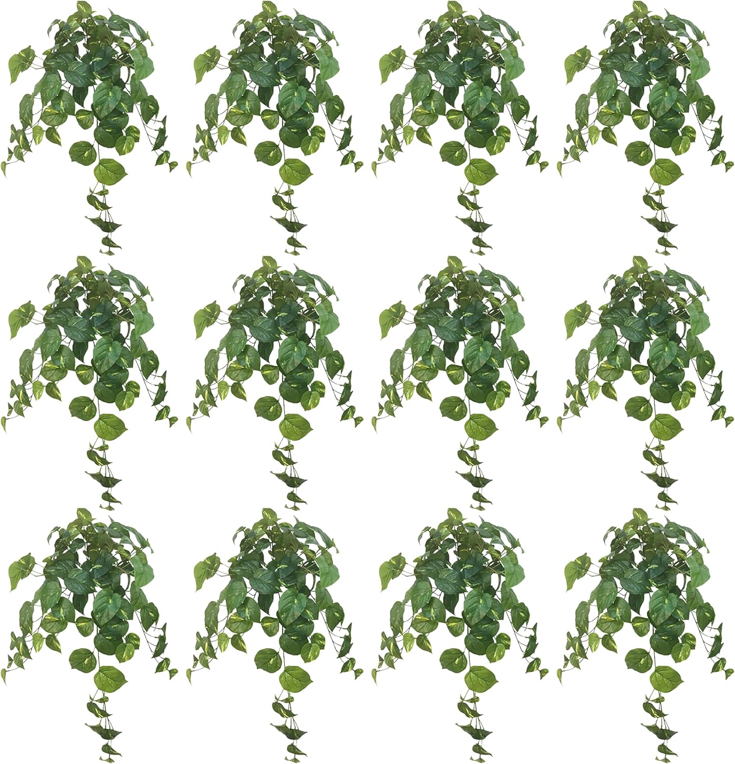 Ashland Hanging Philo Bush, 12 Pack