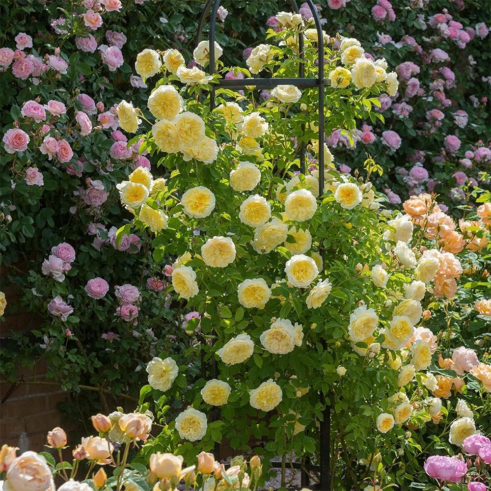 Heirloom Roses David Austin Rose Plant - The Pilgrim® Yellow Rose Bush, Live Plant for Planting Outdoors