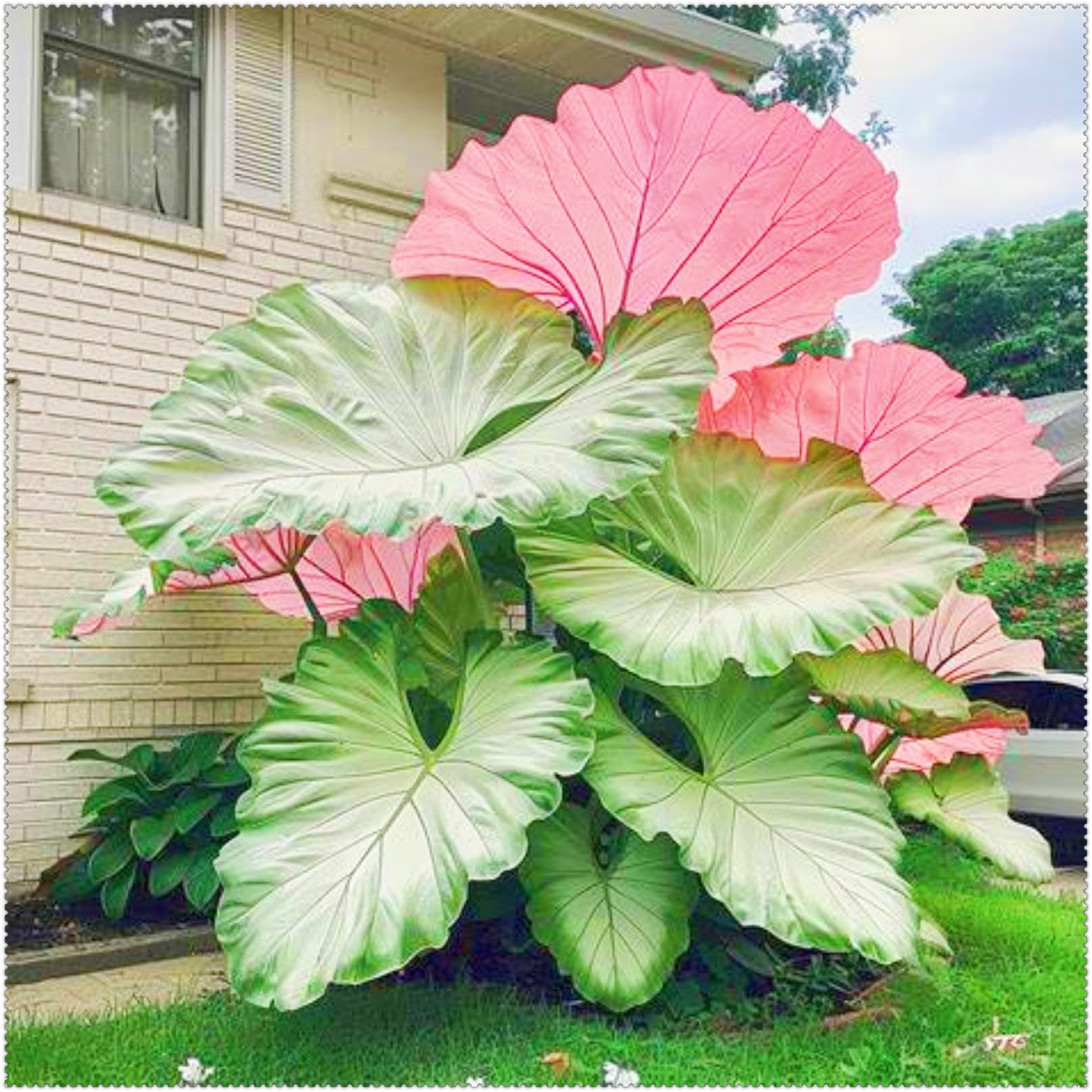 Elephant Ear Plant Ornamental Flowers/Plant Bulbs/Hardy Perennial/Wedding Flowers-8bulbs-c