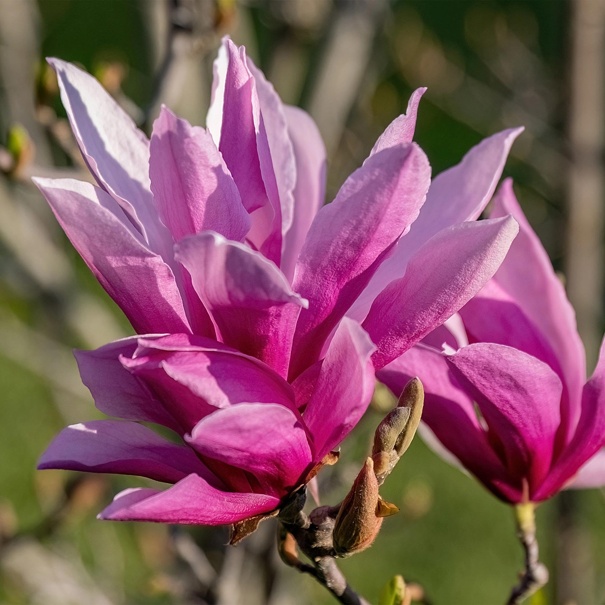 Magnolia liliiflora Nigra Gartenpflanze 3 Pflanzen ca. 30 cm