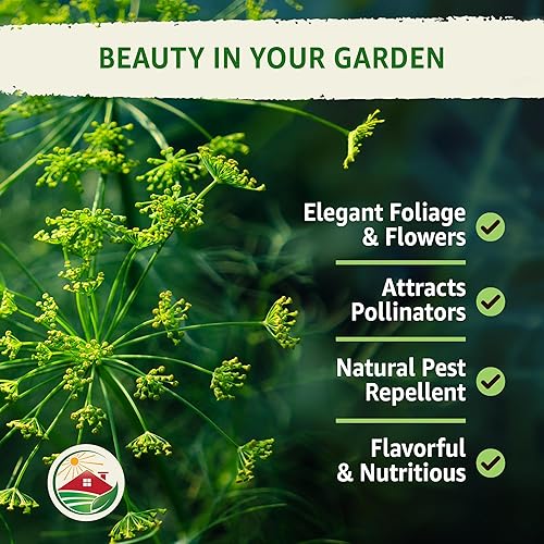 Miniatura 5 de TKE Farms - Ramo de semillas de eneldo para plantar, 500 mg, Anethum graveolens, cantidad 3