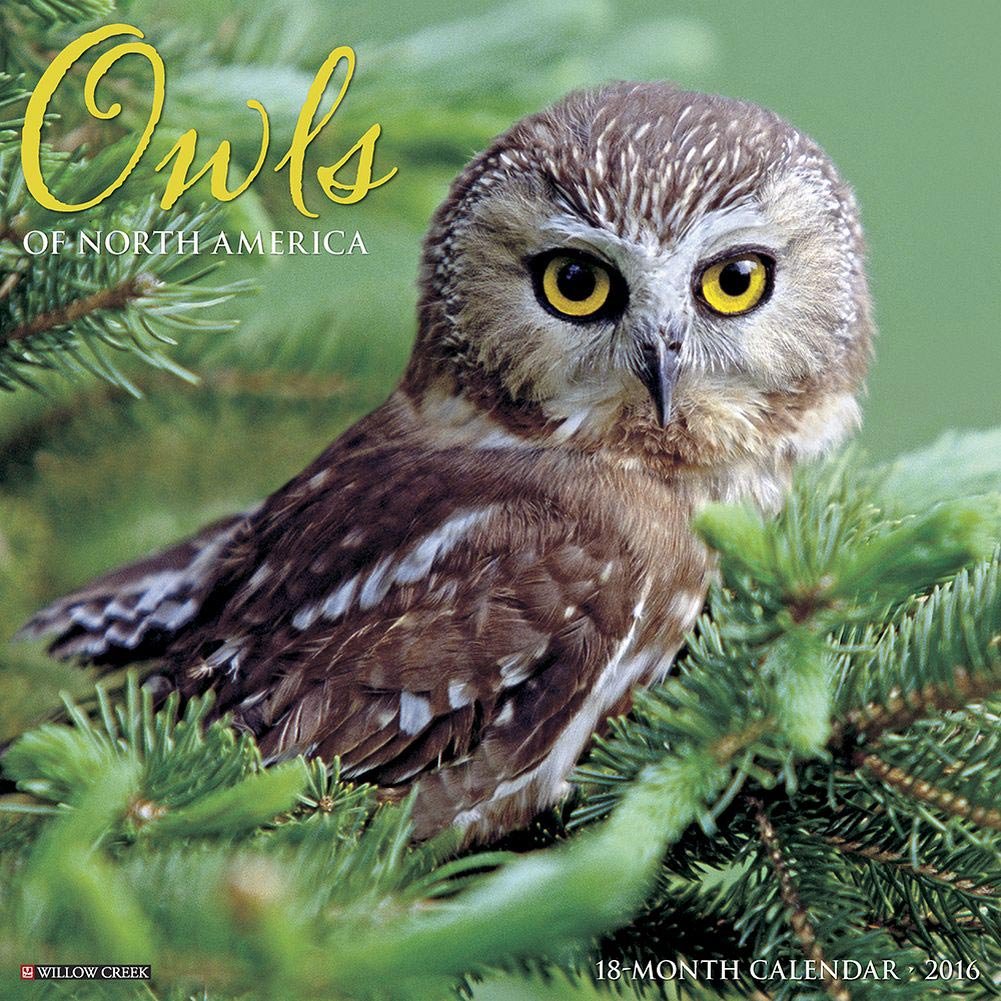 Owls - 2016 Calendar 12 x 12in