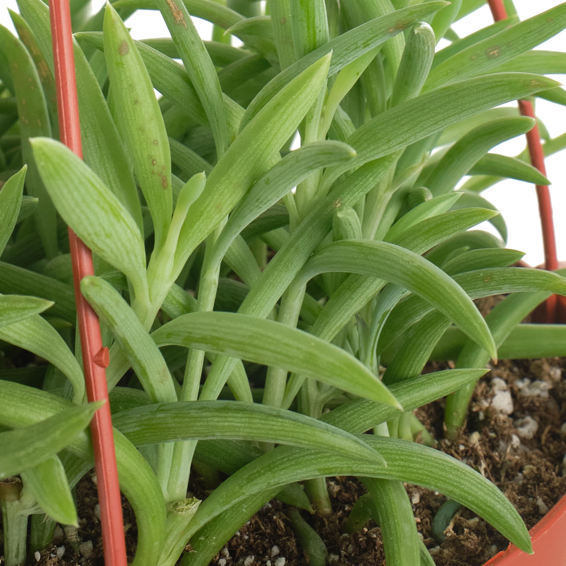 Amazon.com : Shop Succulents | String of Succulents Collection | String of  Fishhooks Live Outdoor/Indoor Hanging Succulent Plant | Fully Rooted in  Soil : Patio, Lawn & Garden