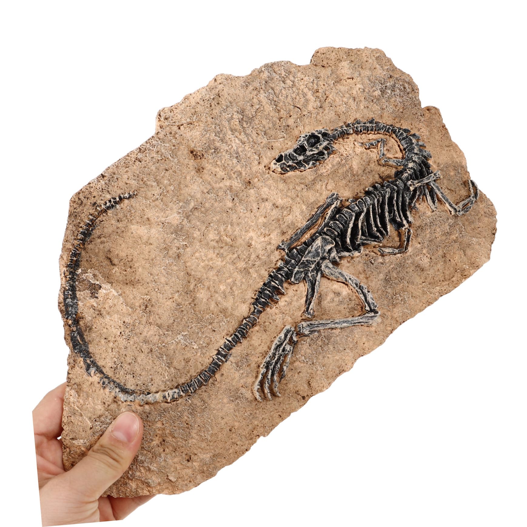Garneck Dinosauro in Resina Decorativo la Casa Fossile Realistico, Ornamento per Ufficio e Regalo Educativo per Ragazzo Ragazza e Insegnanti