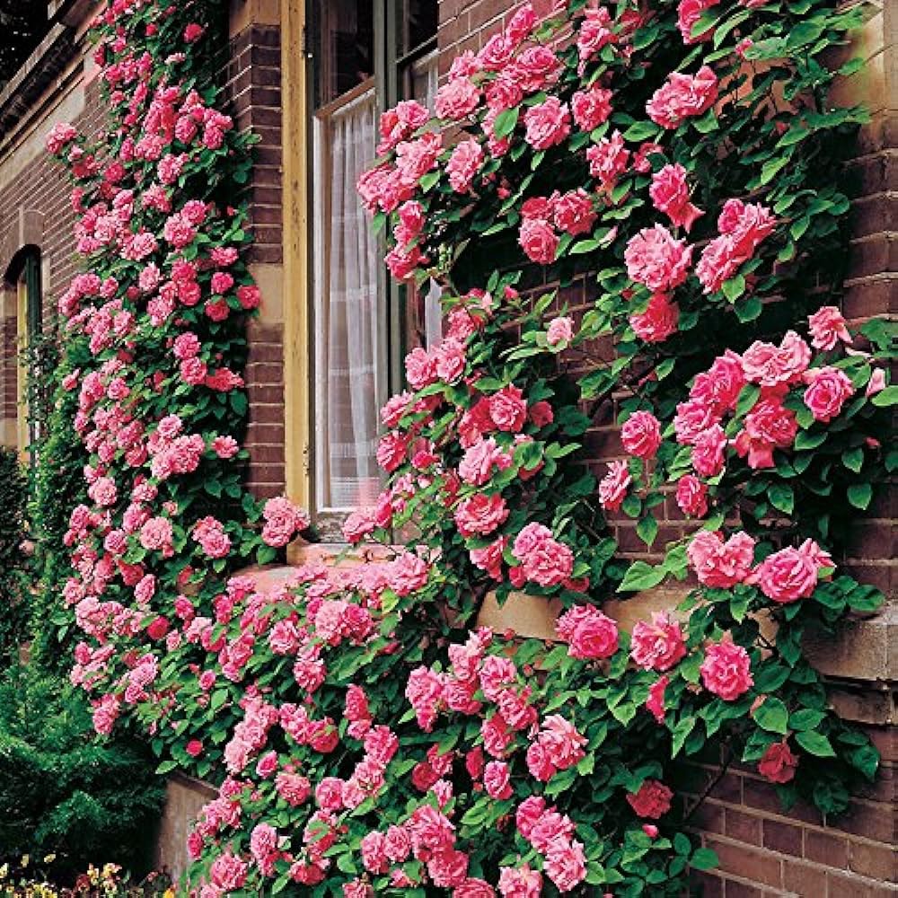 SANJU Exotic Flower Plant Desi Pink Rose Plant Live Flowering with Pot Indigenous Native Fragrant Blooms Indigenous Flora Shrub Petals Rose Plant (B0CQN9LMJP) Amazon Price History, Amazon Price Tracker