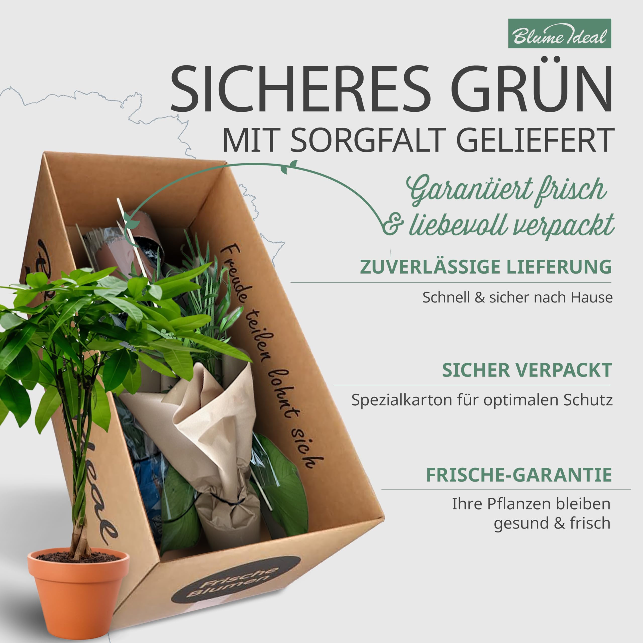 “Tierfreund” Pflanzenset | 5er-Set | Pachira, Bergpalme, Musa, Calathea, Areca | ca. 30-60 cm | Ø 12-15 cm Topf | Ungiftige Zimmerpflanzen für Wohnung und Büro