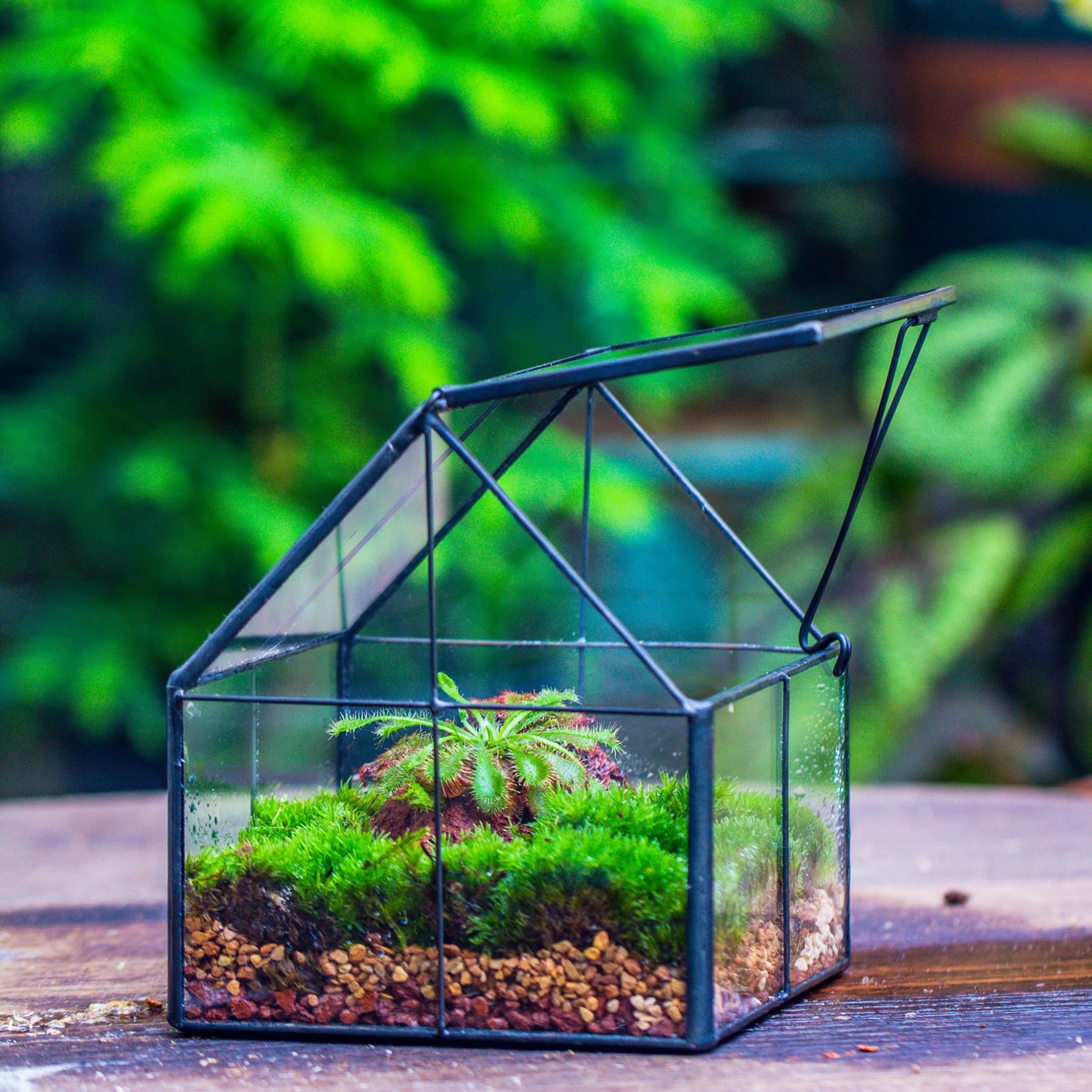 NCYP 10,8x10,8x12,5 cm Mini Noir Terrarium Géométrique en verre avec couvercle Fait à la main, Pour petites plantes succulentes, Décoration de table pour la maison jardin bureau (Terrarium Uniquement)