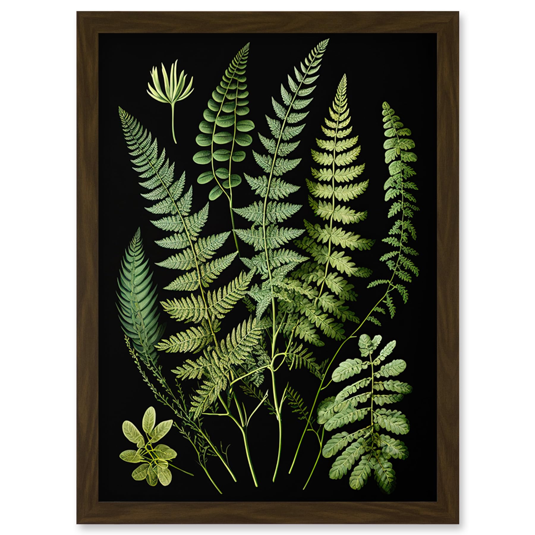 Artery8 Fern Fronds Detailed Leaves Botanical Illustration Artwork Framed Wall Art Print A4