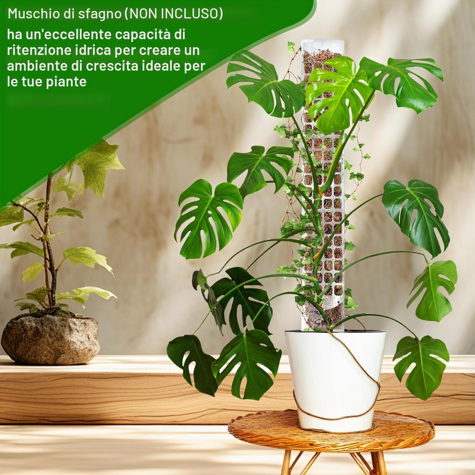 6 set di bastoncini di muschio per piante rampicanti, 61 cm, in plastica, con 3 picchetti, 2 nastri in velcro, 30 m, supporto per rampicanti Monstera, asta per piante rampicanti Monstera