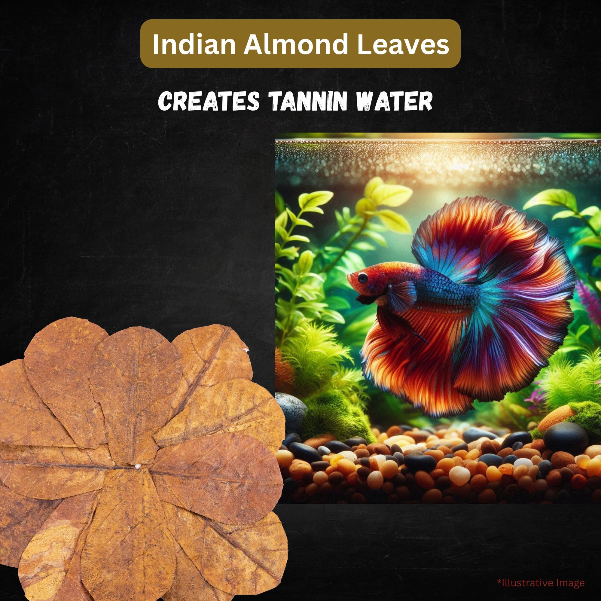 80 hojas secas de almendra india Catappa para tanque de peces Betta de 4 pulgadas, acondicionador de agua para acuario, camarones, peces dorados, guppy, ranas, tetras y caracoles