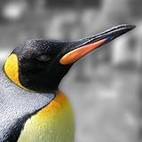 Easy on-screen gestures to control the game