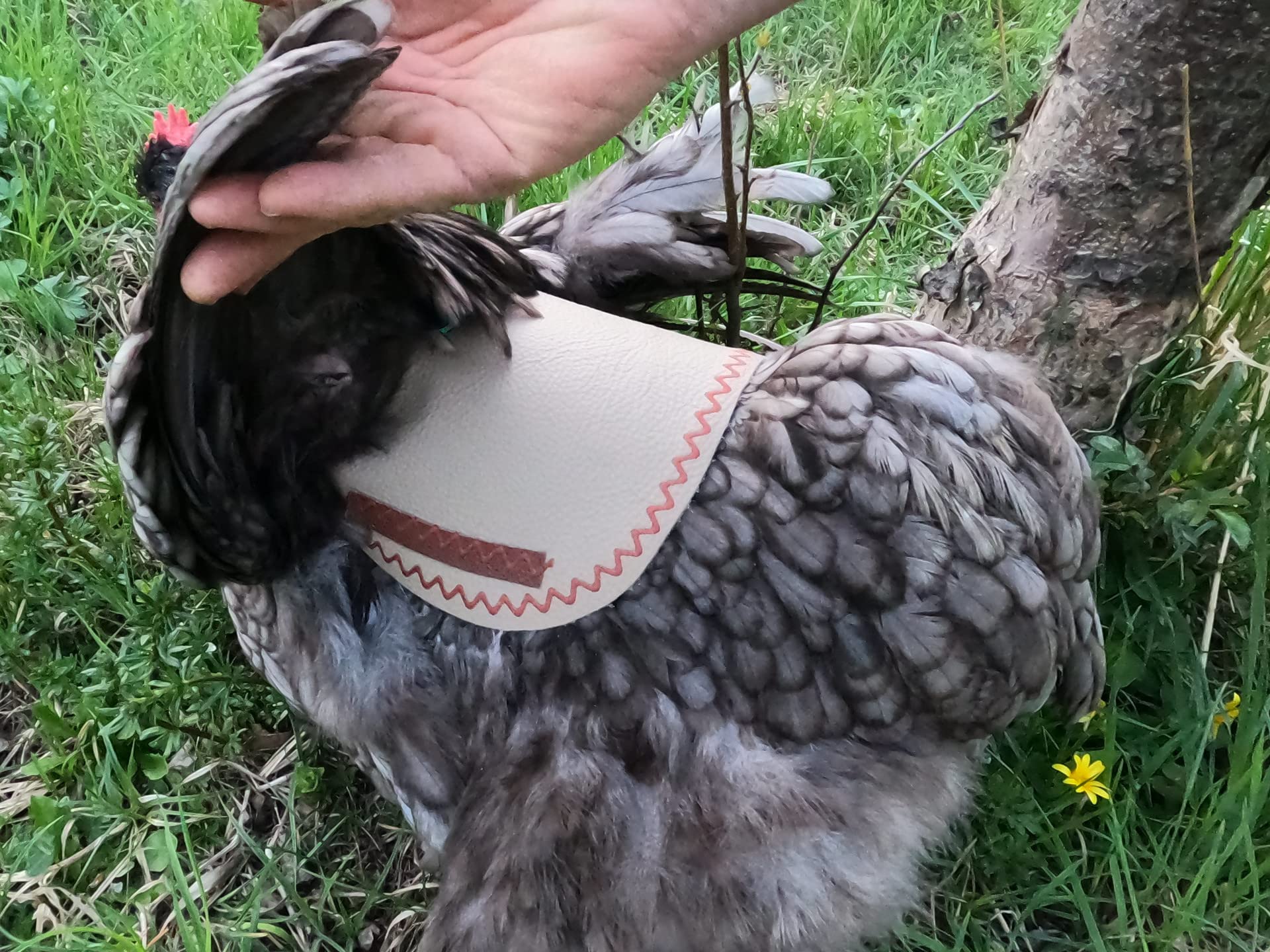 Siodełko dla kurzy, ochrona sprężyny, ochrona pleców drobiu, prawdziwa skóra, ręcznie robiona (M, kremowy, szew falisty turkusowy z odblaskiem, 1)